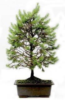*** STOKTA YOK - am aac bonsai bitkisi sat  Antalya online cicekciler , cicek siparisi 