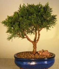 Servi am bonsai japon aac bitkisi  Antalya online iek yolla 