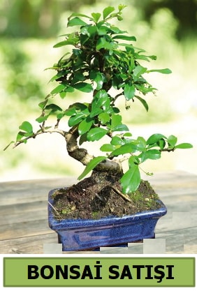 am bonsai japon aac sat  Antalya online iek sat 