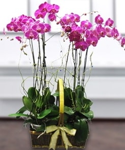 7 dall mor lila orkide  Antalya online iek gnderme sitemiz gvenlidir 