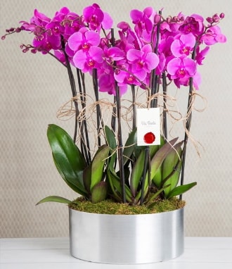 11 dall mor orkide metal vazoda  Antalya online iek gnderme sitemiz gvenlidir 
