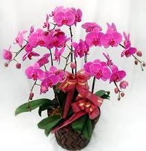 Sepet ierisinde 5 dall lila orkide  Antalya online ucuz iek gnder 