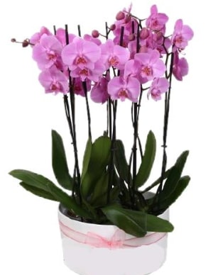 Beyaz seramik ierisinde 7 dall mor orkide  Antalya online ieki telefonlar 
