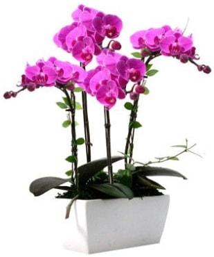 Seramik vazo ierisinde 4 dall mor orkide  Antalya online iek sat 