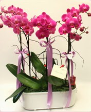 Beyaz seramik ierisinde 4 dall orkide  Antalya online ucuz iek gnder 