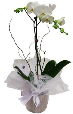 Tek dall beyaz orkide  Antalya online cicek , cicekci 