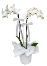 2 dall beyaz orkide  Antalya online gvenli kaliteli hzl iek 