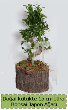 Doal ktkte thal bonsai japon aac  Antalya online iek gnderme 