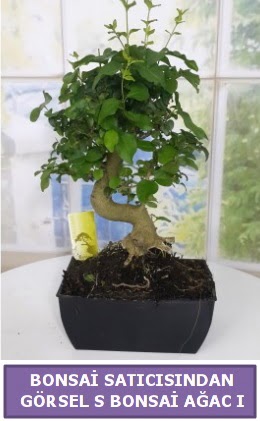 S dal erilii bonsai japon aac  Antalya online iek sat 