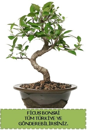Ficus bonsai  Antalya online iek gnderme sitemiz gvenlidir 