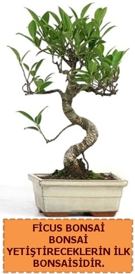 Ficus bonsai 15 ile 25 cm arasndadr  Antalya online iek yolla 
