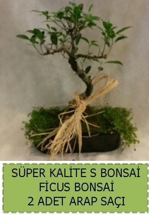 Ficus S Bonsai ve arap sa  Antalya online ieki telefonlar 