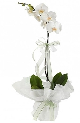 Tekli Beyaz Orkide  Antalya online hediye iek yolla 