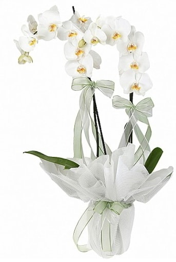 ift Dall Beyaz Orkide  Antalya online anneler gn iek yolla 