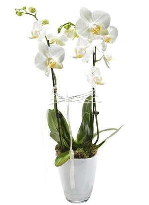 2 dall beyaz seramik beyaz orkide sakss  Antalya online iek gnderme sitemiz gvenlidir 