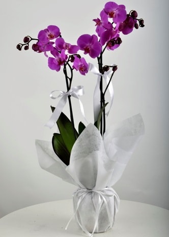 ift dall saksda mor orkide iei  Antalya online iek siparii vermek 