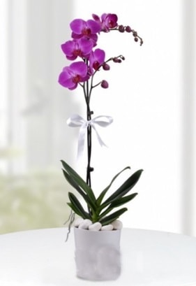 Tek dall saksda mor orkide iei  Antalya online iekiler 