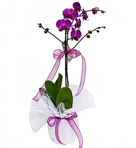 Tek dall saksda ithal mor orkide iei  Antalya online iekiler 