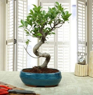 Amazing Bonsai Ficus S thal  Antalya online internetten iek siparii 