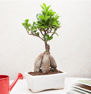 Exotic Ficus Bonsai ginseng  Antalya online iek servisi , ieki adresleri 