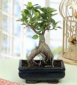 Appealing Ficus Ginseng Bonsai  Antalya online anneler gn iek yolla 