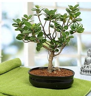 Lovely Ficus Iceland Bonsai  Antalya online anneler gn iek yolla 