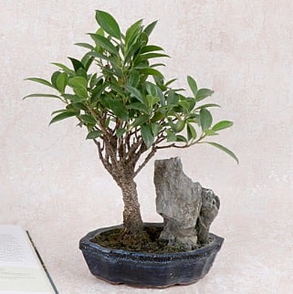Japon aac Evergreen Ficus Bonsai  Antalya online iek gnderme sitemiz gvenlidir 