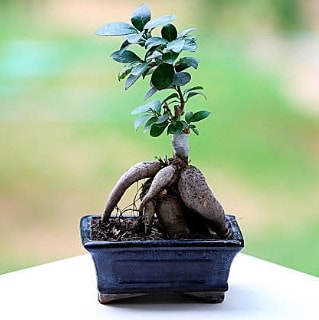 Marvellous Ficus Microcarpa ginseng bonsai  Antalya online iek siparii vermek 