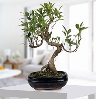 Gorgeous Ficus S shaped japon bonsai  Antalya online yurtii ve yurtd iek siparii 