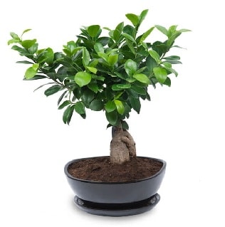 Ginseng bonsai aac zel ithal rn  Antalya online internetten iek sat 