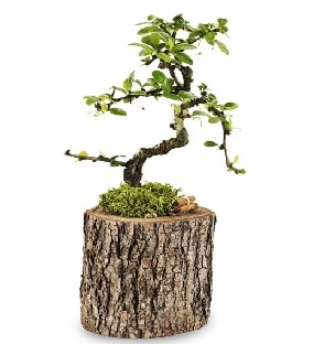 Doal ktkte S bonsai aac  Antalya online iek sat 