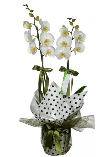 ift Dall Beyaz Orkide  Antalya online 14 ubat sevgililer gn iek 