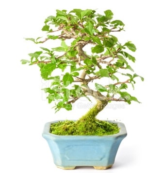 S zerkova bonsai ksa sreliine  Antalya online Melisa nternetten iek siparii 