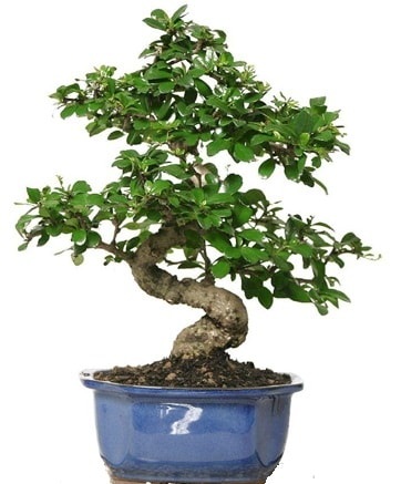 21 ile 25 cm aras zel S bonsai japon aac  Antalya online ieki telefonlar 