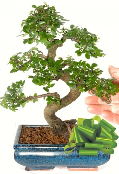 Yaklak 25 cm boyutlarnda S bonsai  Antalya online iek siparii sitesi 