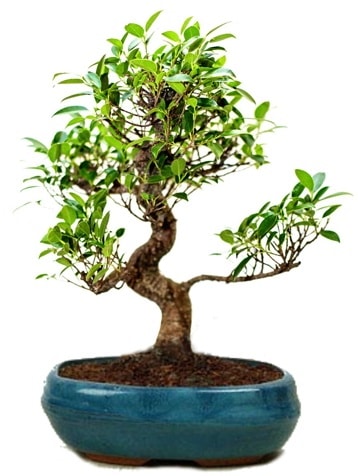 25 cm ile 30 cm aralnda Ficus S bonsai  Antalya online iek gnderme sitemiz gvenlidir 