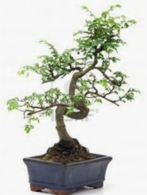 S gvde bonsai minyatr aa japon aac  Antalya online iek sat 