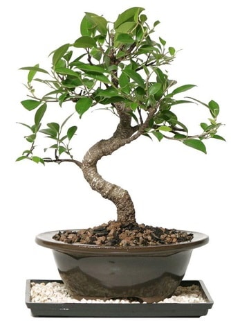 Altn kalite Ficus S bonsai  Antalya online ieki telefonlar  Sper Kalite