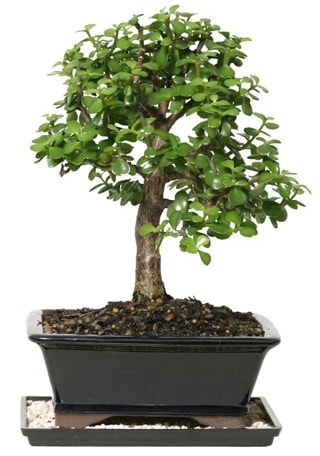 15 cm civar Zerkova bonsai bitkisi  Antalya online iek siparii sitesi 