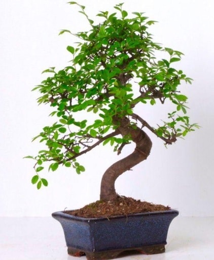 S gvdeli bonsai minyatr aa japon aac  Antalya online iek gnderme sitemiz gvenlidir 