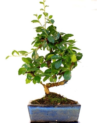 S gvdeli carmina bonsai aac  Antalya online iek yolla  Minyatr aa