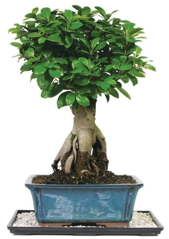 Bonsai Ginsing Grafted Ficus Bonsai  Antalya online iek yolla 