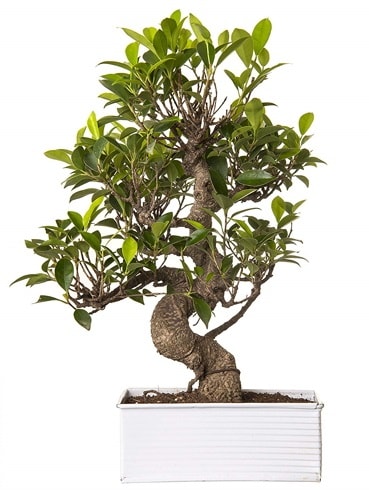 Exotic Green S Gvde 6 Year Ficus Bonsai  Antalya online iek gnderme sitemiz gvenlidir 