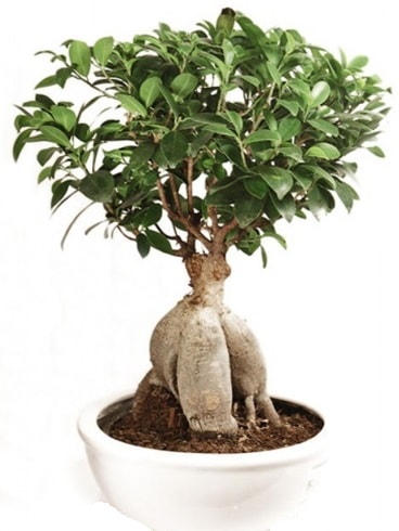 Ginseng bonsai japon aac ficus ginseng  Antalya online Melisa nternetten iek siparii 
